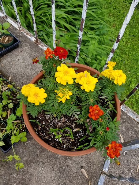 Marigolds - Planting Day